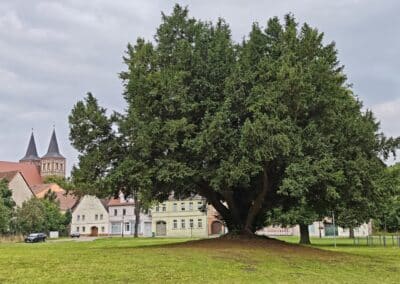 Schlosseibe in Baruth/Mark: von der Schlosswiese aus gesehen: deutlich die Erhöhung des Wuchsstandortes zu erkennen (links im Hintergrund die St. Sebastian-Kirche)