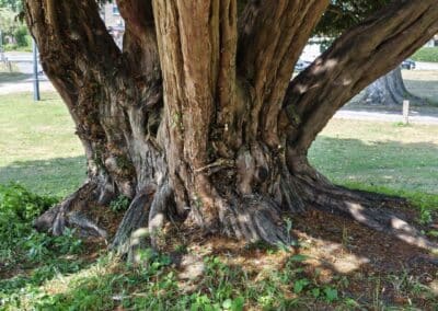 Schlosseibe in Baruth/Mark: Solch ein Stammfuß muss noch zu größeren Teilen vom Vorgängerbaum stammen.