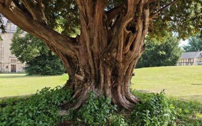 Schlosseibe in Baruth/Mark: wilde wulstige Strukturen des Stammes mit gewaltigen Rippen – typisch für alte Eiben