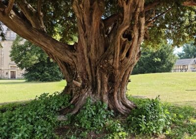 Schlosseibe in Baruth/Mark: wilde wulstige Strukturen des Stammes mit gewaltigen Rippen – typisch für alte Eiben