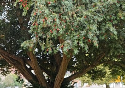 Schlosseibe in Baruth/Mark: also ein weiblicher Baum mit den roten Samenmänteln