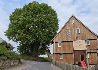 Dorflinde Harbach: beeindruckender Baumveteran bei der Anreise durch's Dorf