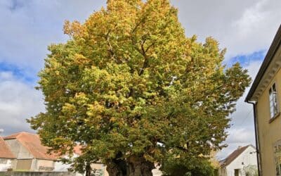 700-jährige Hoflinde Burgstall (Rothenburg ob der Tauber, Bayern) wird Nationalerbe-Baum