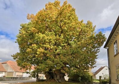 Hoflinde Gut Burgstall: die Hoflinde in herbstlicher Stimmung, belaubt noch ziemlich intakt wirkend