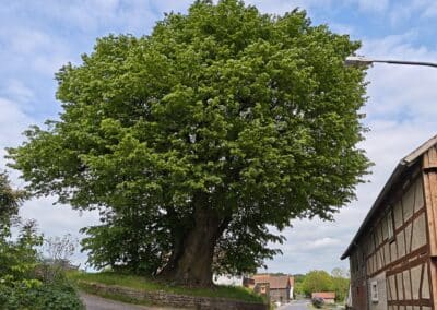 Dorflinde Harbach: typische Dorflinde mit mächtiger Krone, die Ortschaft absolut prägend