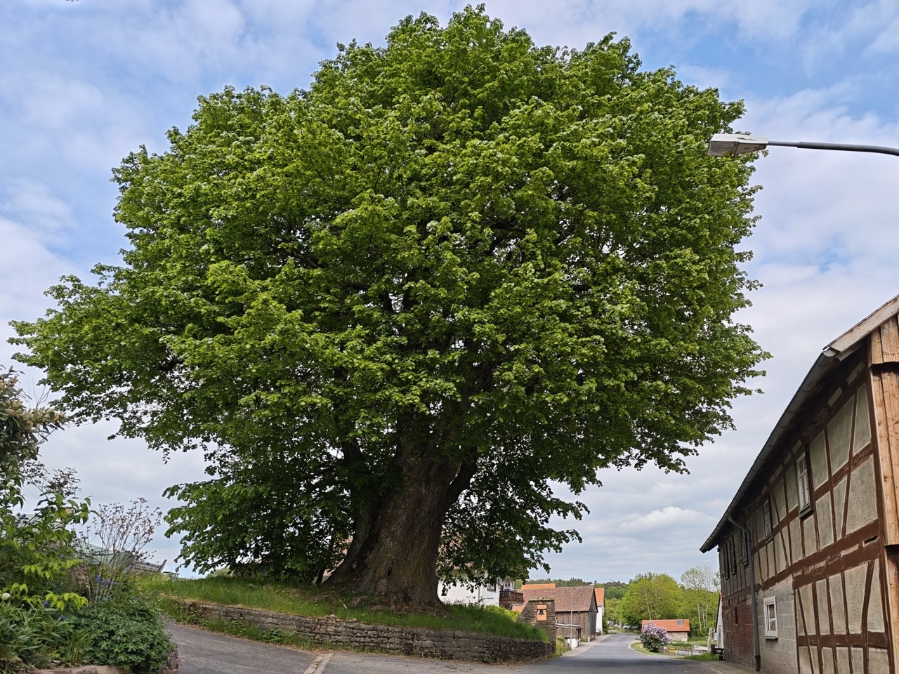 Dorflinde Harbach: typische Dorflinde mit mächtiger Krone, die Ortschaft absolut prägend