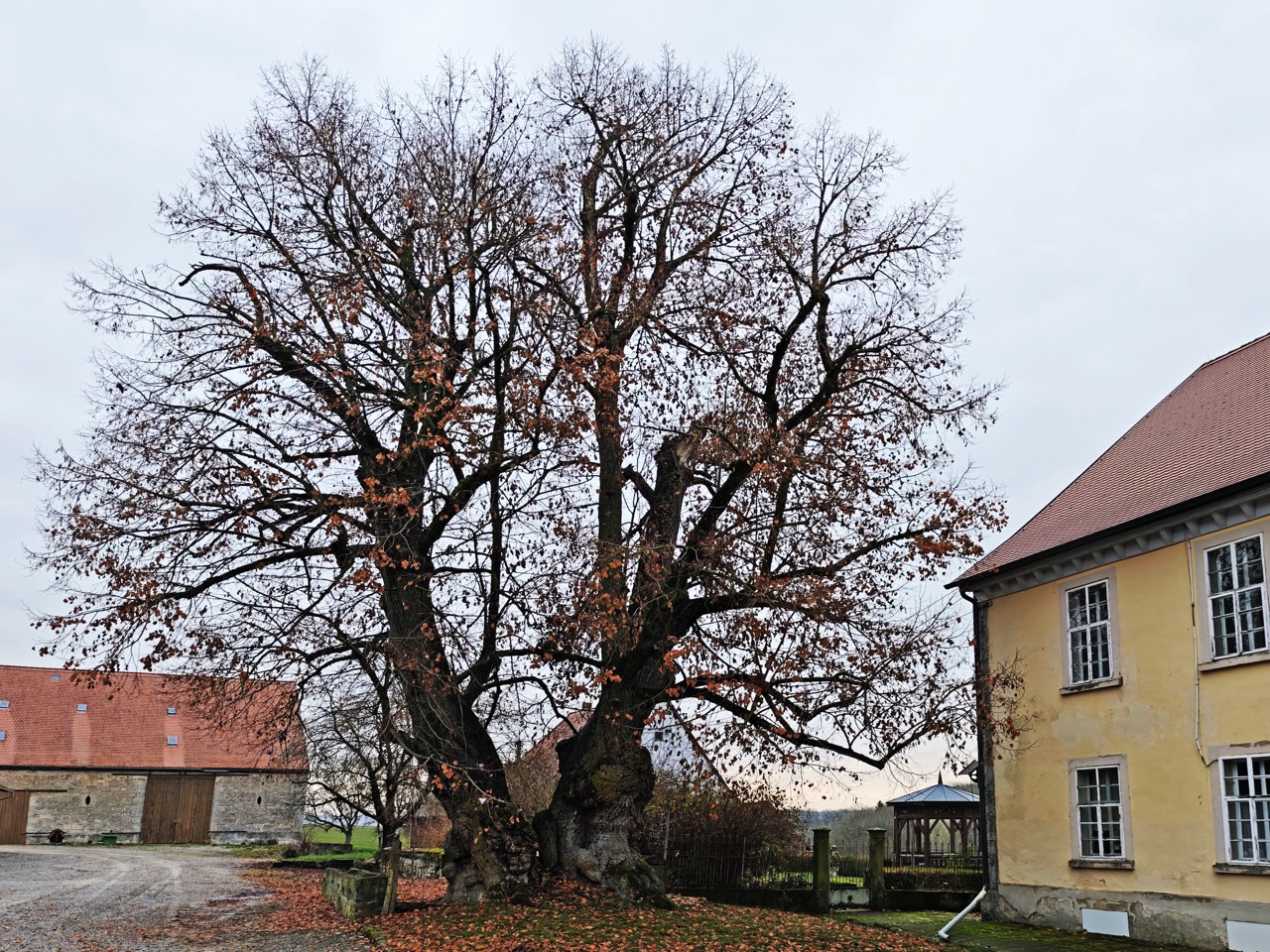 Hoflinde Gut Burgstall: und aus dieser Perspektive auch ohne Blätter ihr großes Potenzial zeigend