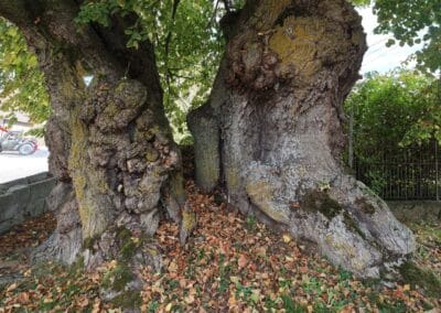 Hoflinde Gut Burgstall: …mit wilden Strukturen, starken Wurzelanläufen und Innenwurzel-Stämmen