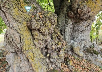 Hoflinde Gut Burgstall: große und kleine Knollen, Rippen und Furchen, typisch für so alte Veteranen