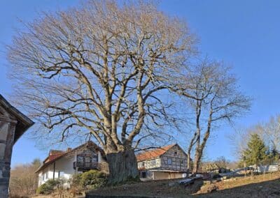 Dorflinde Harbach: Baumansicht von hinten mit dem starken Stamm