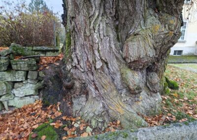 Hoflinde Gut Burgstall: Beulen und Risse sowie Einwuchs der Mauer links