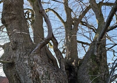 Dorflinde Harbach: die Baumbesonderheit einer Astverschmelzung in der Krone (Bildmitte)