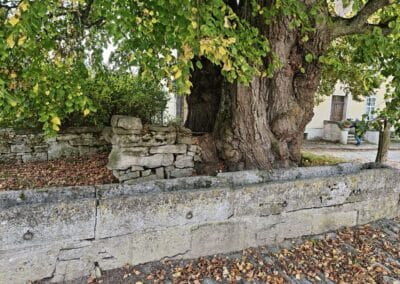 Hoflinde Gut Burgstall: das altertümliche Umfeld mit Mauerresten und etwa 10 m langer Viehtränke aus Dachentwässerung