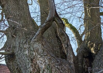 Dorflinde Harbach: Detailansicht der Astverschmelzung aus anderer Perspektive