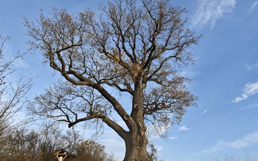 Flehmüllers Eiche Nordhausen (Landkreis Nordhausen am Südharz, Thüringen)