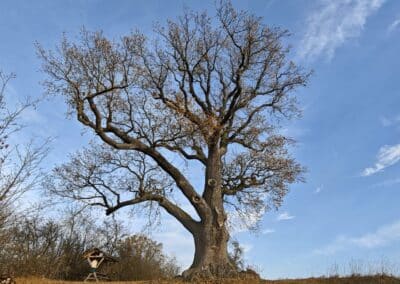 Flehmüllers Eiche Nordhausen: der mächtige Veteran auf der Anhöhe