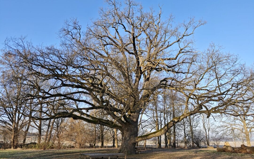 Eiche Lindstedt (im Gutspark, zu Gardelegen im Altmarkkreis Salzwedel, Sachsen-Anhalt)