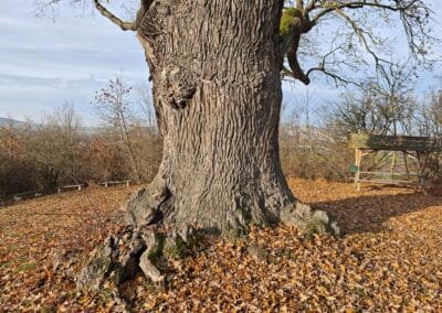 Flehmüllers Eiche Nordhausen: mit richtig dickem Stamm, der mehr Jahrringe enthält als man vermutet…