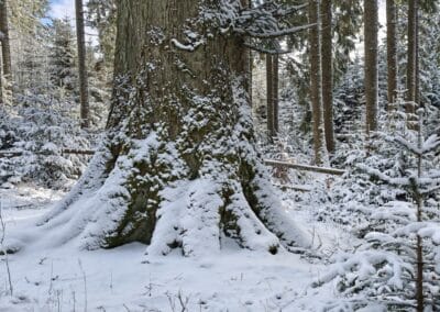 Weiß-Tanne bei Grafenhausen: Mein größter Wunsch beim 2. Besuch war Schnee, und dann kamen in der Nacht zuvor 20 cm Neuschnee herunter!