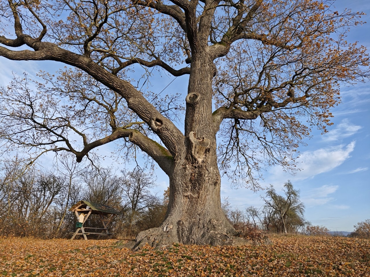 Flehmüllers Eiche Nordhausen: …und etliche vergangene größere Astabbrüche zeigt – typisch für Uralt-Eichen