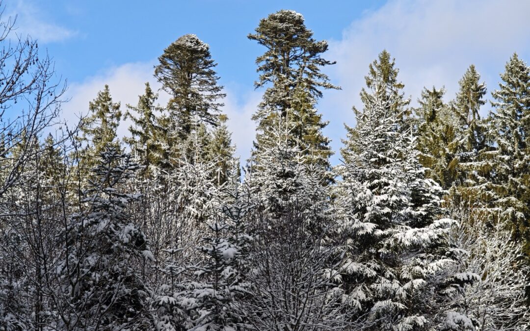 Danieltanne bei Grafenhausen im Hochschwarzwald (Baden-Württemberg) als Nationalerbe-Baum ausgewählt