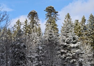 Weiß-Tanne bei Grafenhausen: beim Ankommen über den Kapellenweg Daniel und Daniela schon von weitem zu erkennen (Bildmitte oben)