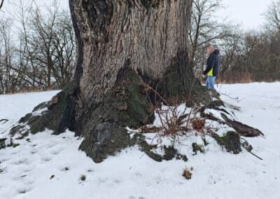 Flehmüllers Eiche Nordhausen: Der gewaltige Stammanlauf…