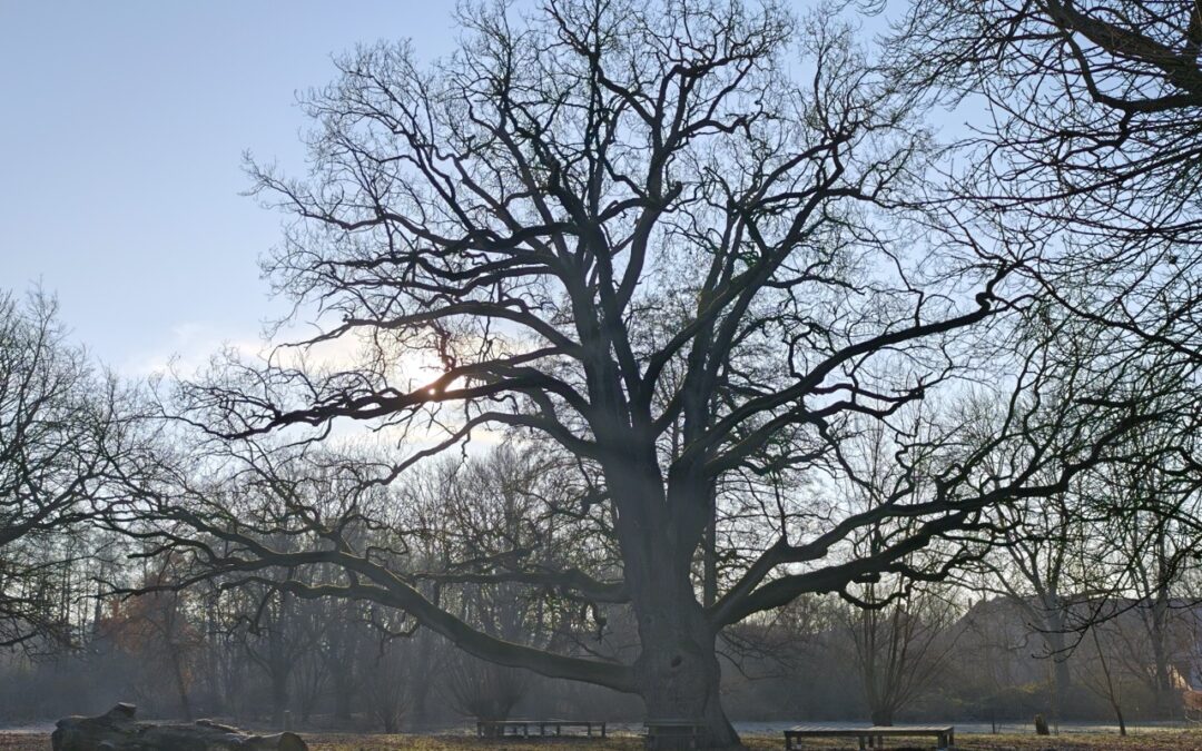 Große Eiche Lindstedt (Gardelegen, Altmarkkreis Salzwedel, Sachsen-Anhalt) als Nationalerbe-Baum ausgewählt