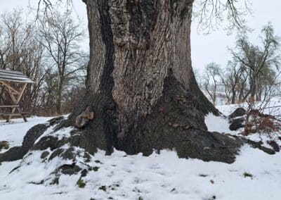 Flehmüllers Eiche Nordhausen: …zeigt, dass die Verankerung des Baumes den Koloss dort viel Kraft gekostet hat.