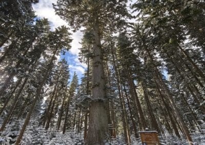 Weiß-Tanne bei Grafenhausen: die ganze Pracht des Riesenbaumes mit typisch geradem Stamm "in den Himmel…"