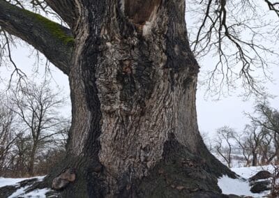 Flehmüllers Eiche Nordhausen: Stamm mit markanten "Macken" des Veterans