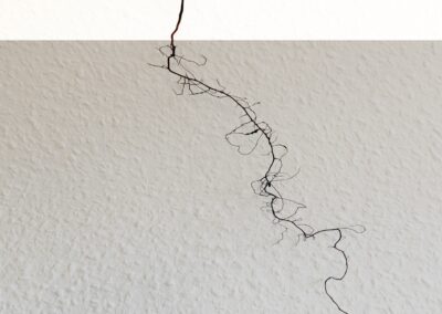 Weiß-Tanne bei Grafenhausen: einjähriger Tannensämling (ca. 10 cm groß) mit fast einen Meter langem, in die Tiefe wachsendem Pfahlwürzelchen