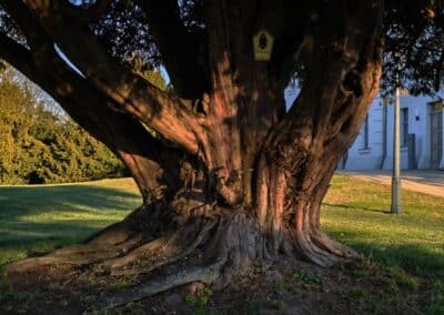 Ausrufung Schlosseibe Baruth: die Prachteibe am Vorabend ihrer Ehrung in der Abendsonne