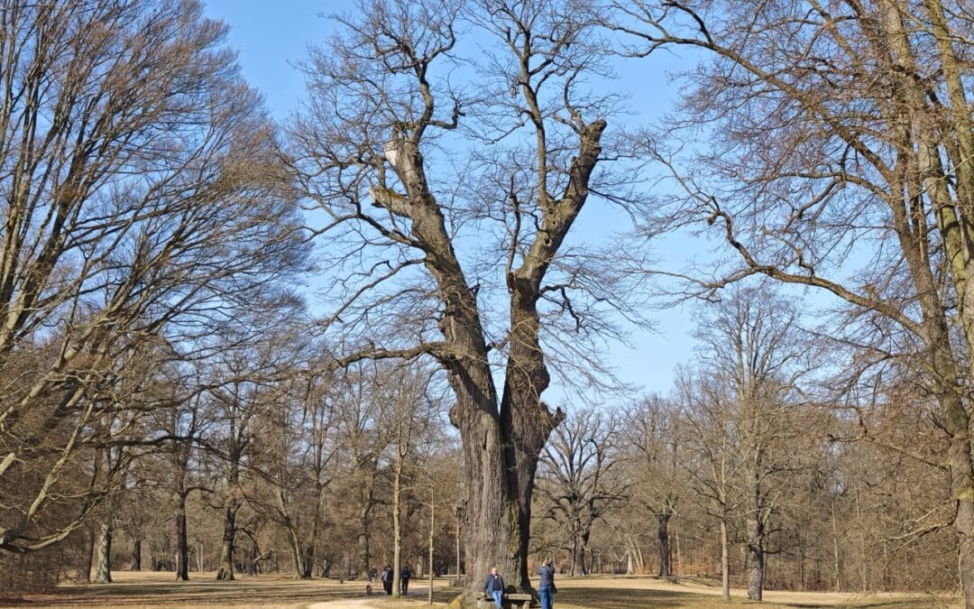 Steinbank-Eiche im Fürst-Pückler-Park Muskau (Oberlausitz, Sachsen)