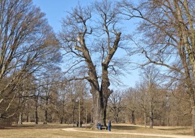Steinbank-Eiche im Fürst-Pückler-Park Muskau: der eindrucksvolle Eichensolitär mit Steinbank: ein sehr beliebtes Fotomotiv (Bild nicht gestellt)