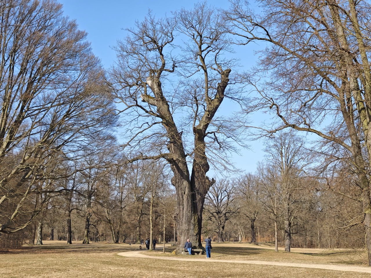 Steinbank-Eiche im Fürst-Pückler-Park Muskau: der eindrucksvolle Eichensolitär mit Steinbank: ein sehr beliebtes Fotomotiv (Bild nicht gestellt)