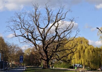 Ausrufung Schnurbaum Hamburg: der 2. Hamburger Nationalerbe-Baum am Vorabend der Ausrufung in seiner ganzen Pracht