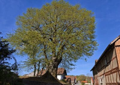Ausrufung Dorflinde Harbach: der Ehrenbaum am Vorabend seiner großen Party in der Abendsonne