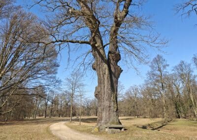 Steinbank-Eiche im Fürst-Pückler-Park Muskau: in ihrer Pracht und Würde seit Fürst Pücklers Hauptwirkungszeit vor etwa 200 Jahren