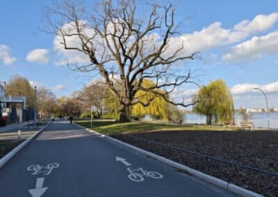 Ausrufung Schnurbaum Hamburg: die neu gewidmete Fahrrad-Schnellstraße links vom Baum (dies war zuvor eine Autostraße)