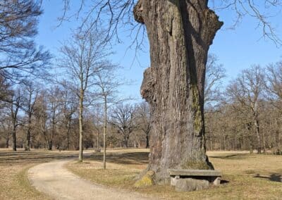 Steinbank-Eiche im Fürst-Pückler-Park Muskau: "Steinbank-Eiche" – da weiß jeder sofort, welcher Baum gemeint ist