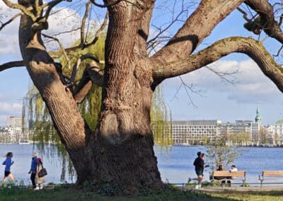 Ausrufung Schnurbaum Hamburg: und am Uferweg nun genug Platz für Spaziergänger, Jogger und Walker – Tag und Nacht!