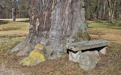 Steinbank-Eiche im UNESCO Welterbe-Park Bad Muskau (Oberlausitz, Sachsen) wird Nationalerbe-Baum