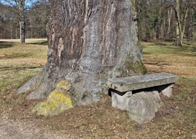 Steinbank-Eiche im Fürst-Pückler-Park Muskau: die Bank wird umwachsen: in 100 Jahren könnte sie von der Eiche "verschlungen" sein