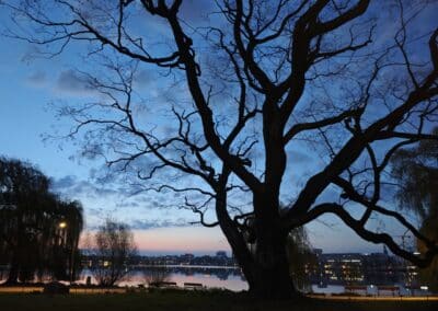 Ausrufung Schnurbaum Hamburg: tolle Morgenstimmung und noch keine Jogger und Radfahrer, der Baum voller Perlschnurfrüchte
