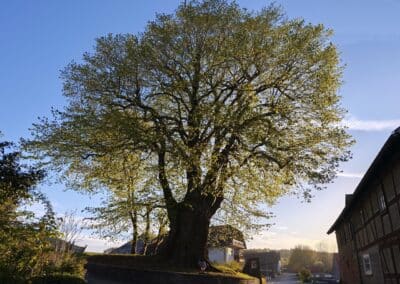 Ausrufung Dorflinde Harbach: die mächtige Linde im frühen Sonnenlicht – ein phantastischer Anblick ihrer imposanten Gestalt