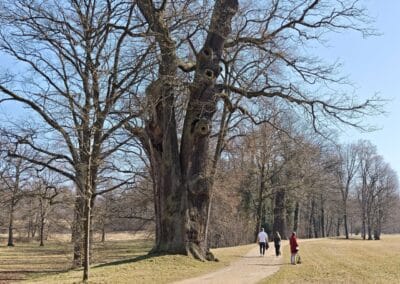 Steinbank-Eiche im Fürst-Pückler-Park Muskau: Standort am Petzoldweg, einem besonders schönen Weg durch die Parkanlage nah an der Neiße
