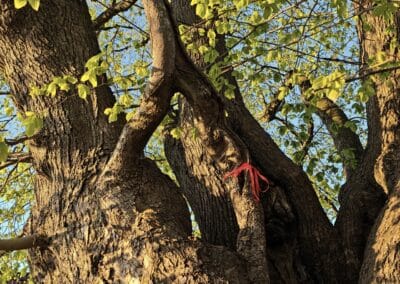 Ausrufung Dorflinde Harbach: für die Ausrufungsfeier die berühmte Astvereinigung mit roter Schleife markiert