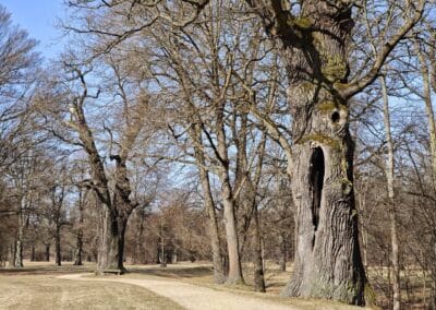 Steinbank-Eiche im Fürst-Pückler-Park Muskau: die "Hohle Eiche" nicht weit entfernt: hohl sind alle Uralteichen, aber hier sieht man es mal…