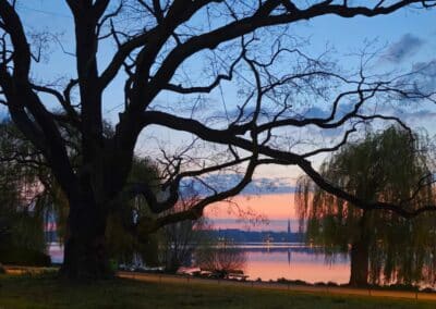 Ausrufung Schnurbaum Hamburg: Sonnenaufgang vom Feinsten, sicher einer der schönsten Standorte für Hamburger Altbäume